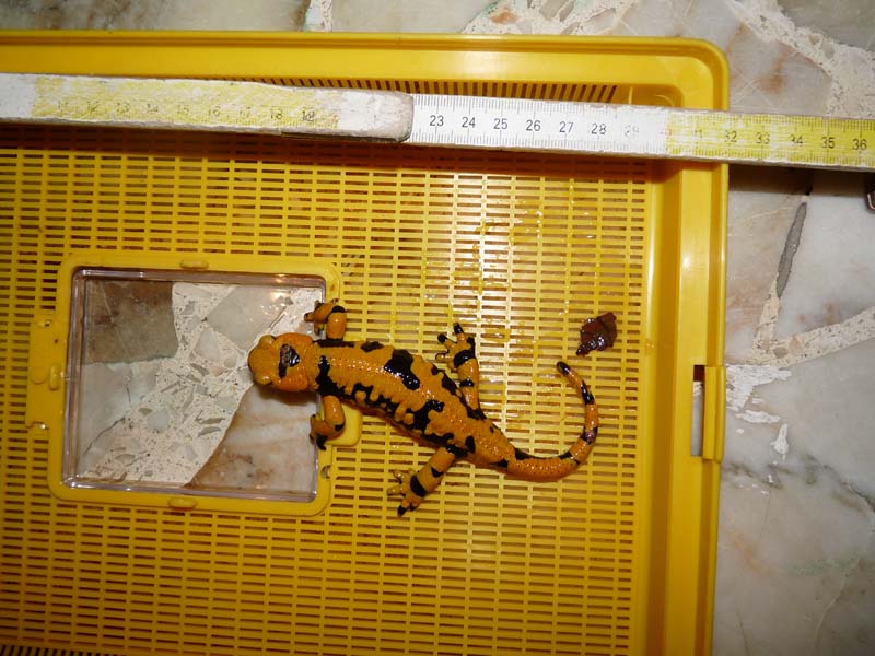 determinazione sesso Salamandra salamandra